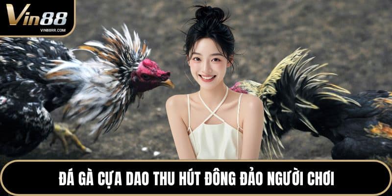 Đá gà cựa gao thu hút đông đảo người chơi